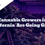 Cannabis Growers in California Are Going Green
